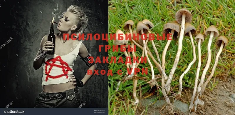 Псилоцибиновые грибы MAGIC MUSHROOMS  купить наркоту  Новодвинск 